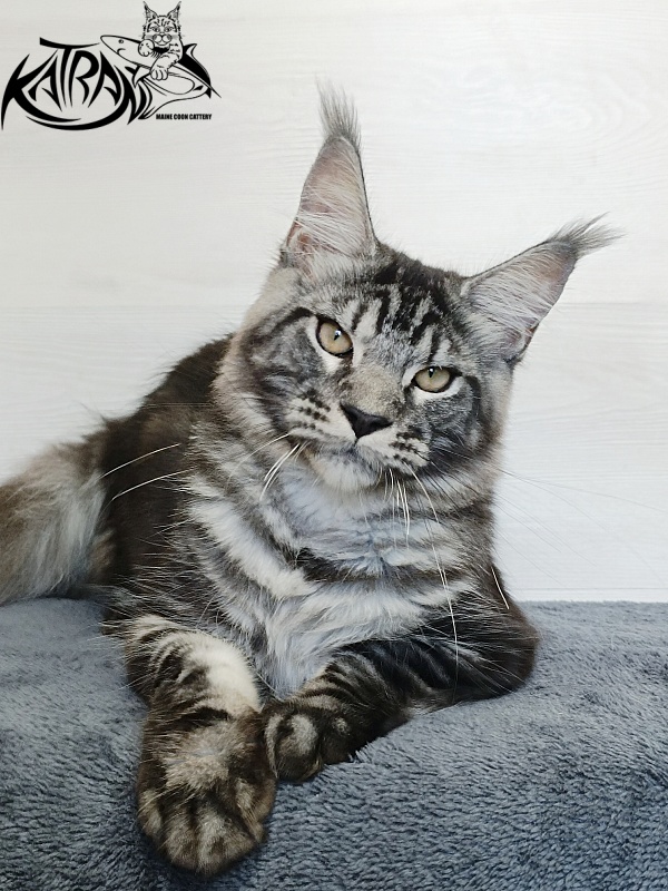 Katran Parker - Kitten maine-coon 6 months