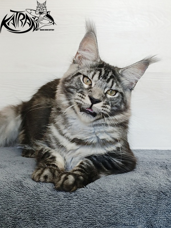 Katran Parker - Kitten maine-coon 6 months