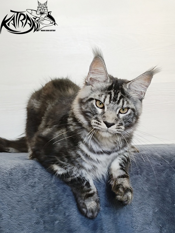 Katran Parker - Kitten maine-coon 6 months