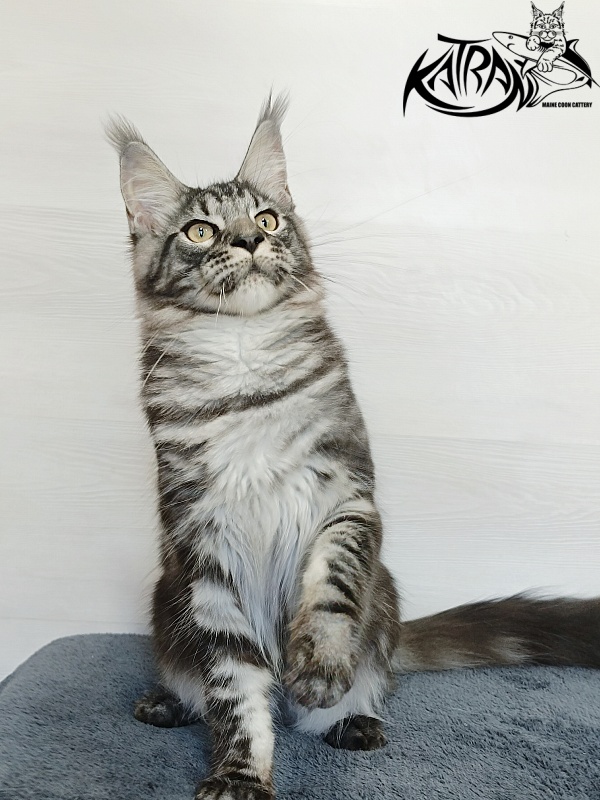 Katran Parker - Kitten maine-coon 6 months