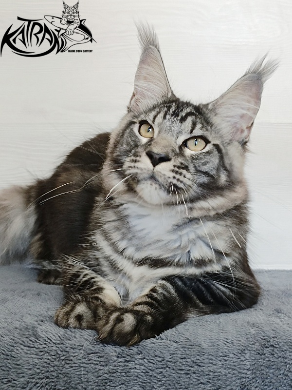 Katran Parker - Kitten maine-coon 6 months