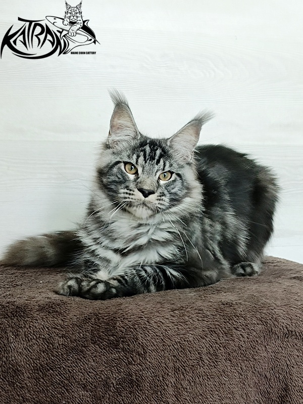 Katran Parker - Junior maine-coon 7 months 1 week