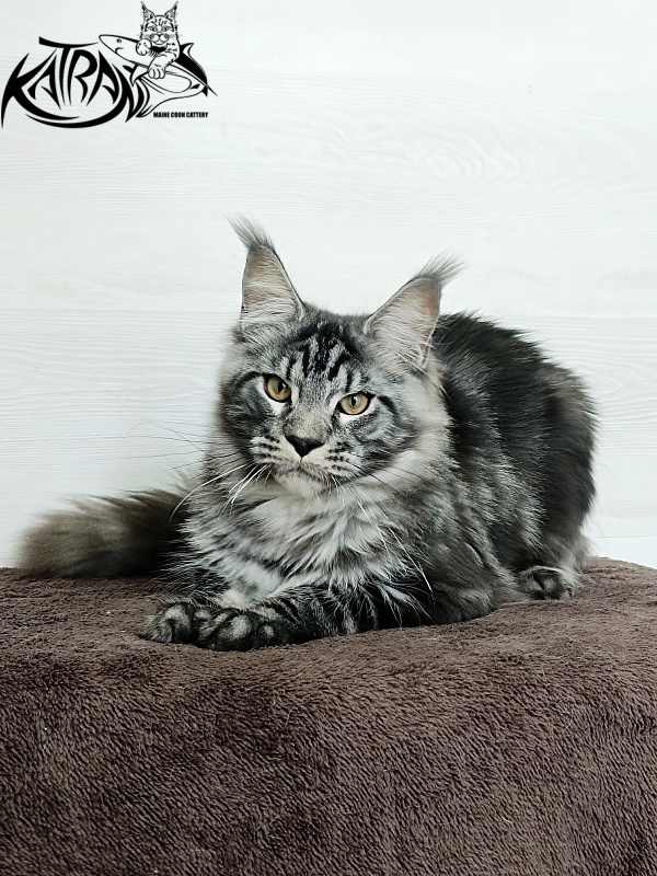 Katran Parker - Junior maine-coon 7 months 1 week