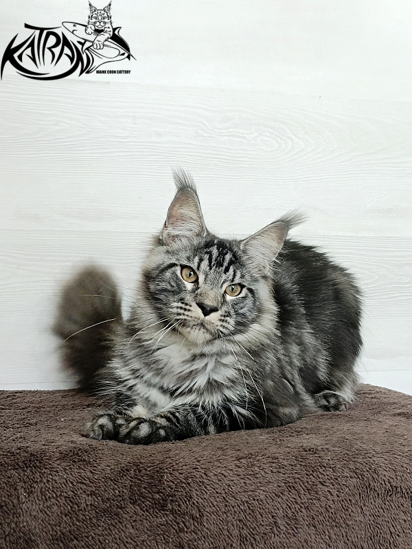 Katran Parker - Junior maine-coon 7 months 1 week