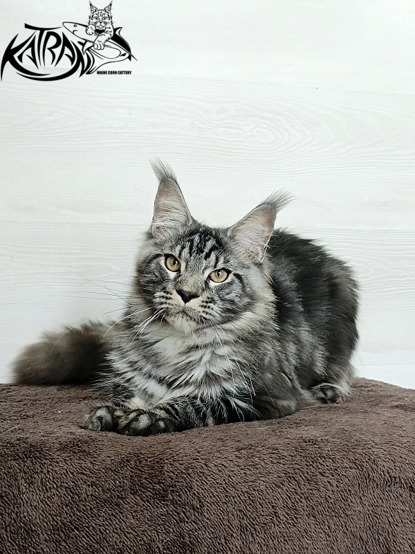Katran Parker - Junior maine-coon 7 months 1 week