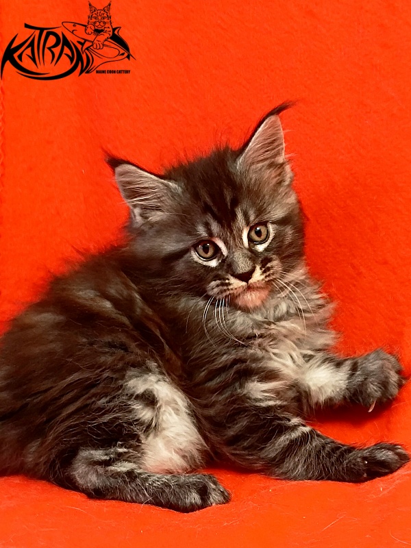 Katran Parker - Kitten maine-coon 1 month 1.5 week