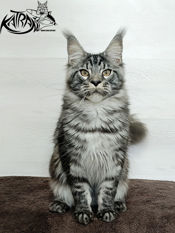 Katran Parker - Junior maine-coon 7 months 1 week