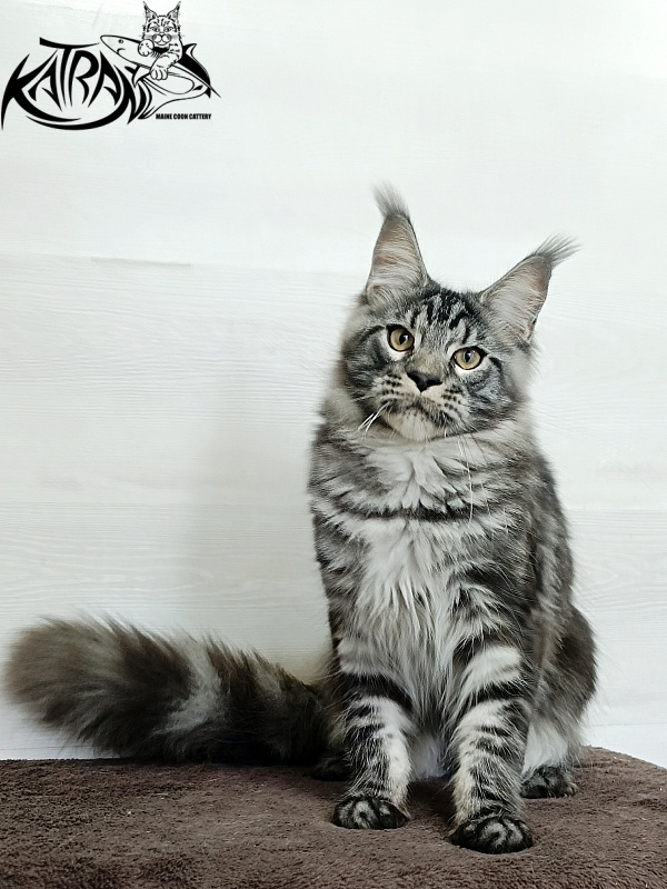 Katran Parker - Junior maine-coon 7 months 1 week