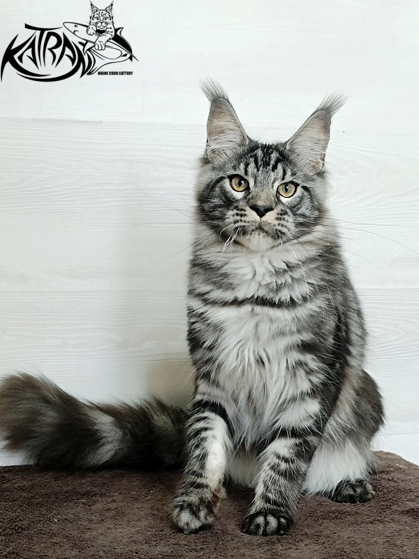 Katran Parker - Junior maine-coon 7 months 1 week