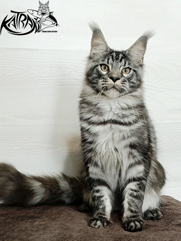 Katran Parker - Junior maine-coon 7 months 1 week