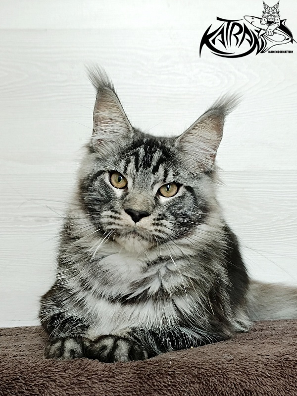 Katran Parker - Junior maine-coon 7 months 1 week