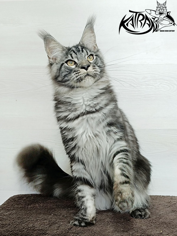 Katran Parker - Junior maine-coon 7 months 1 week