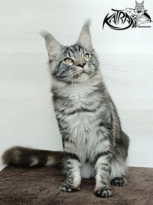 Katran Parker - Junior maine-coon 7 months 1 week