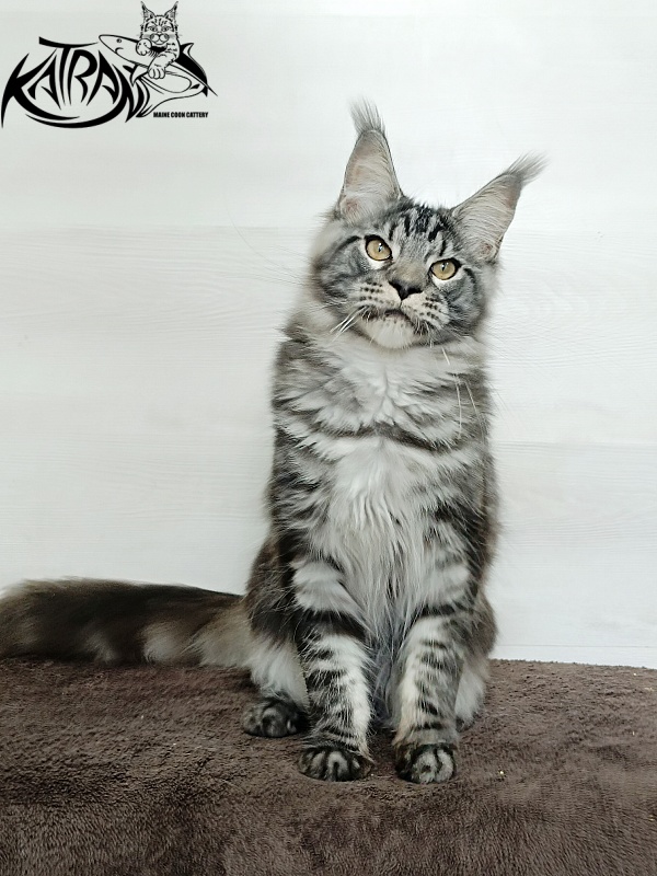Katran Parker - Junior maine-coon 7 months 1 week