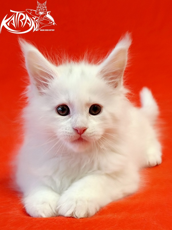 Katran Pegasus - Kitten maine-coon 1 month 1.5 week