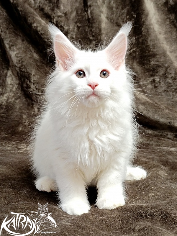 Katran Pegasus - Kitten maine-coon 2 months