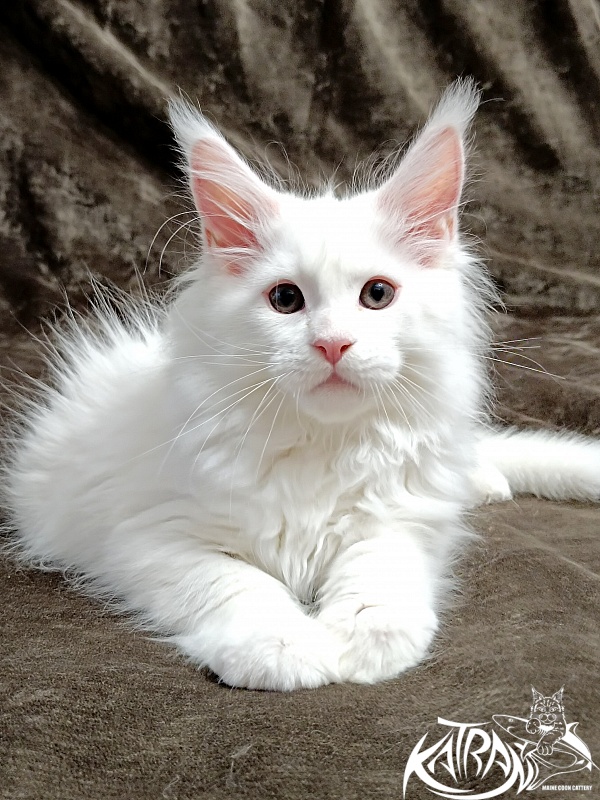Katran Pegasus - Kitten maine-coon 2 months