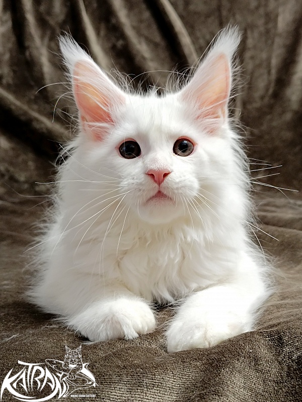 Katran Pegasus - Kitten maine-coon 2 months