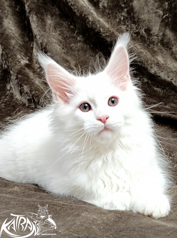 Katran Pegasus - Kitten maine-coon 2 months