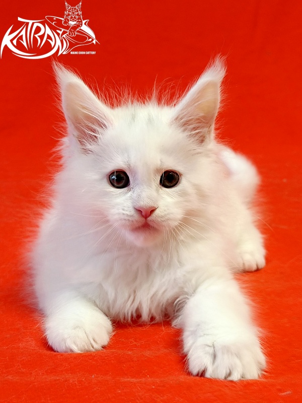 Katran Pegasus - Kitten maine-coon 1 month 1.5 week