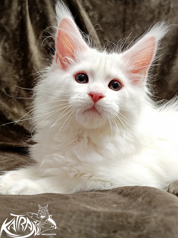 Katran Pegasus - Kitten maine-coon 2 months