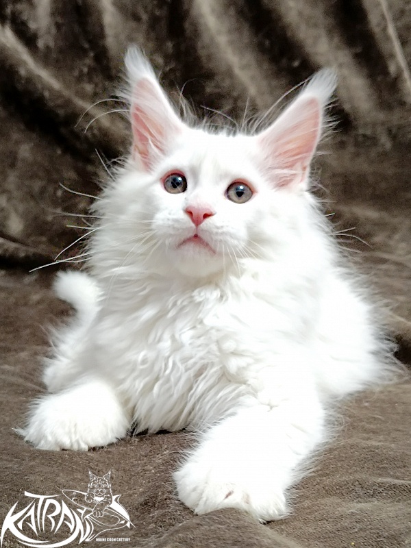 Katran Pegasus - Kitten maine-coon 2 months