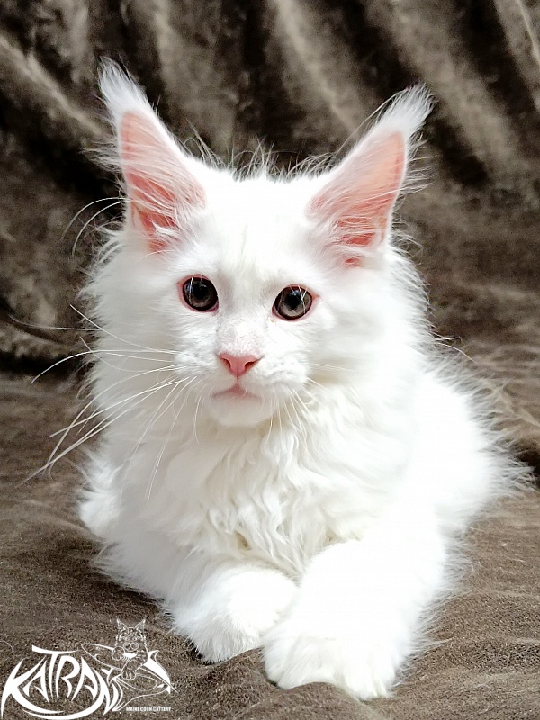 Katran Pegasus - Kitten maine-coon 2 months