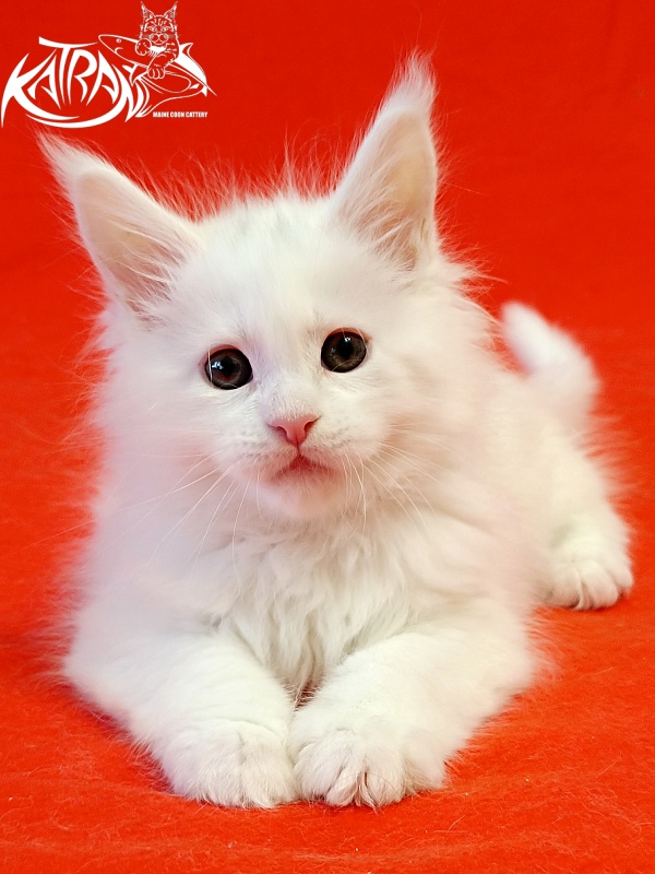 Katran Pegasus - Kitten maine-coon 1 month 1.5 week