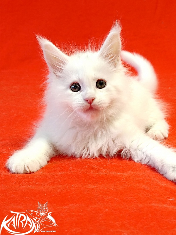 Katran Pegasus - Kitten maine-coon 1 month 1.5 week