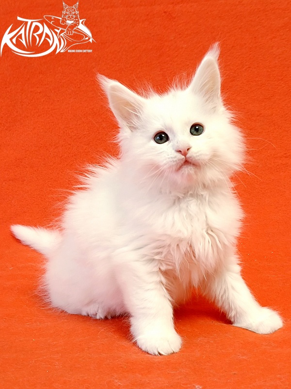 Katran Pegasus - Kitten maine-coon 1 month 1.5 week