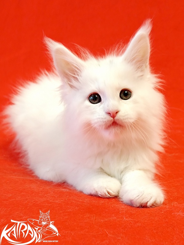 Katran Pegasus - Kitten maine-coon 1 month 1.5 week