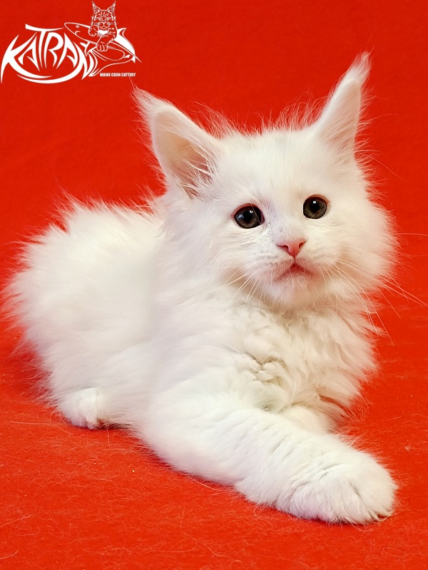 Katran Pegasus - Kitten maine-coon 1 month 1.5 week