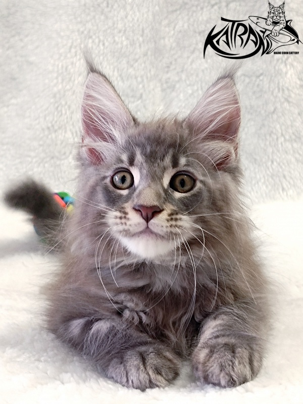 Katran Quasar King - Kitten maine-coon 2 months
