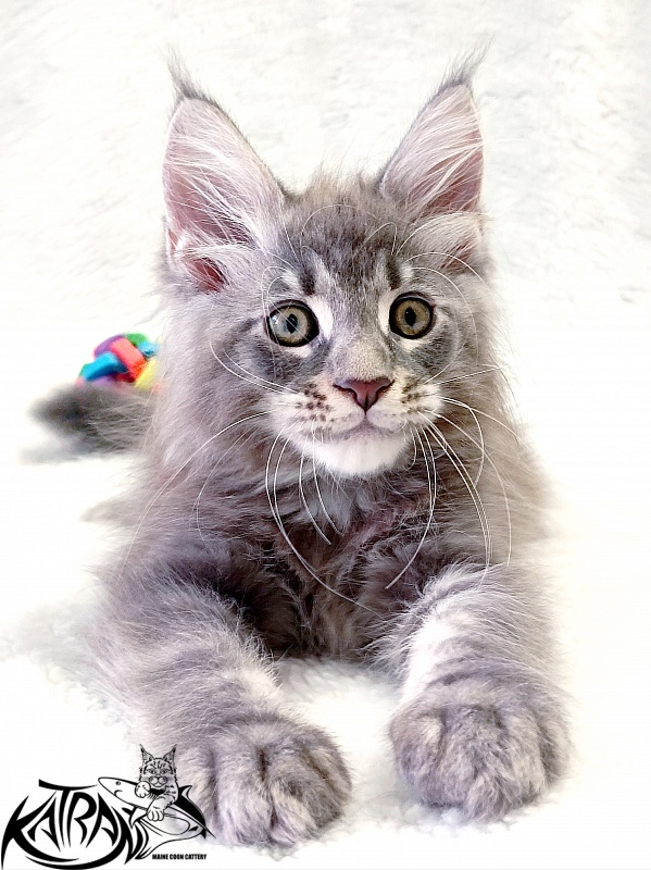 Katran Quasar King - Kitten maine-coon 2 months
