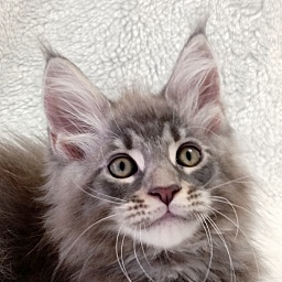 Katran Quasar King
