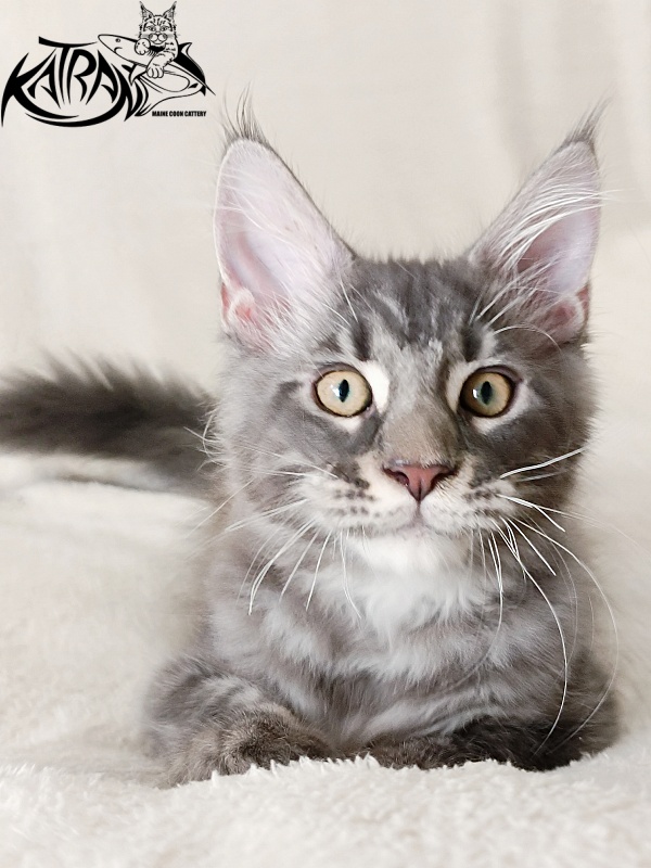 Katran Quasar King - Kitten maine-coon 3 months 1 week