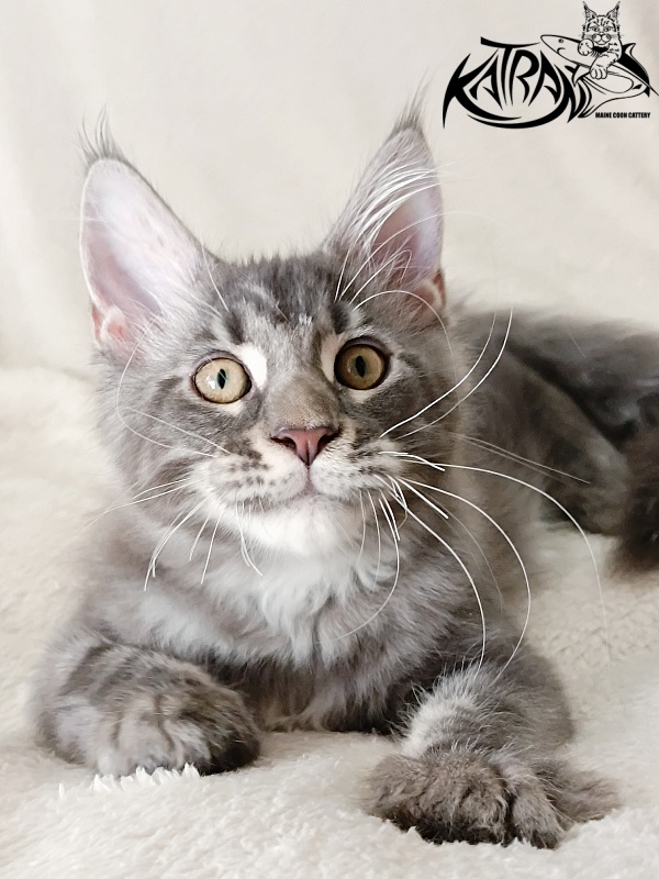 Katran Quasar King - Kitten maine-coon 3 months 1 week