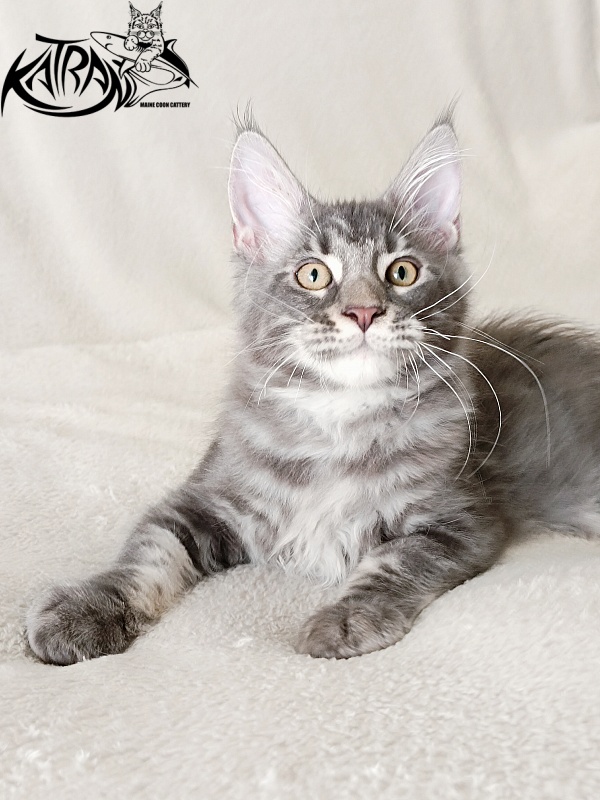 Katran Quasar King - Kitten maine-coon 3 months 1 week