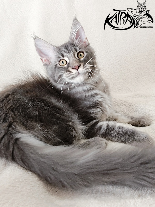 Katran Quasar King - Kitten maine-coon 3 months 1 week
