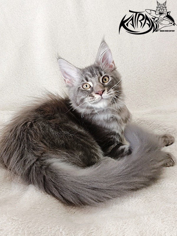 Katran Quasar King - Kitten maine-coon 3 months 1 week
