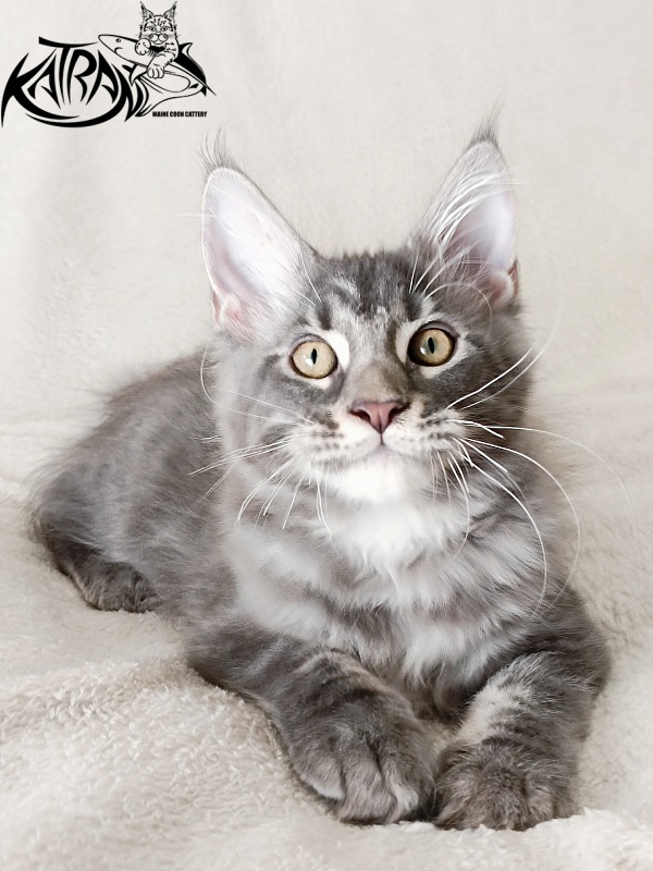 Katran Quasar King - Kitten maine-coon 3 months 1 week