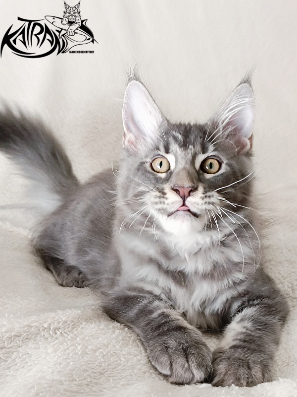 Katran Quasar King - Kitten maine-coon 3 months 1 week