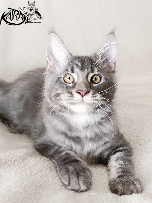 Katran Quasar King - Kitten maine-coon 3 months 1 week