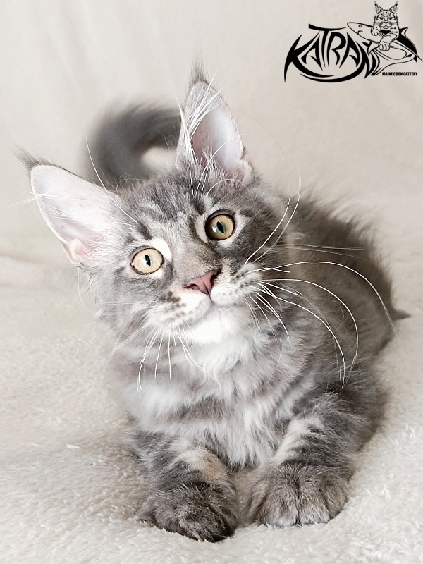 Katran Quasar King - Kitten maine-coon 3 months 1 week