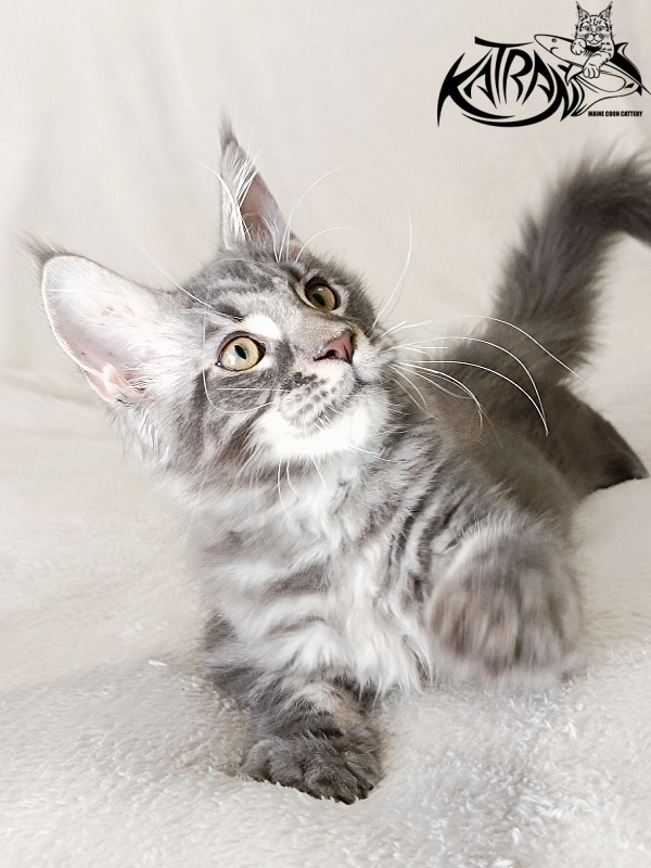 Katran Quasar King - Kitten maine-coon 3 months 1 week