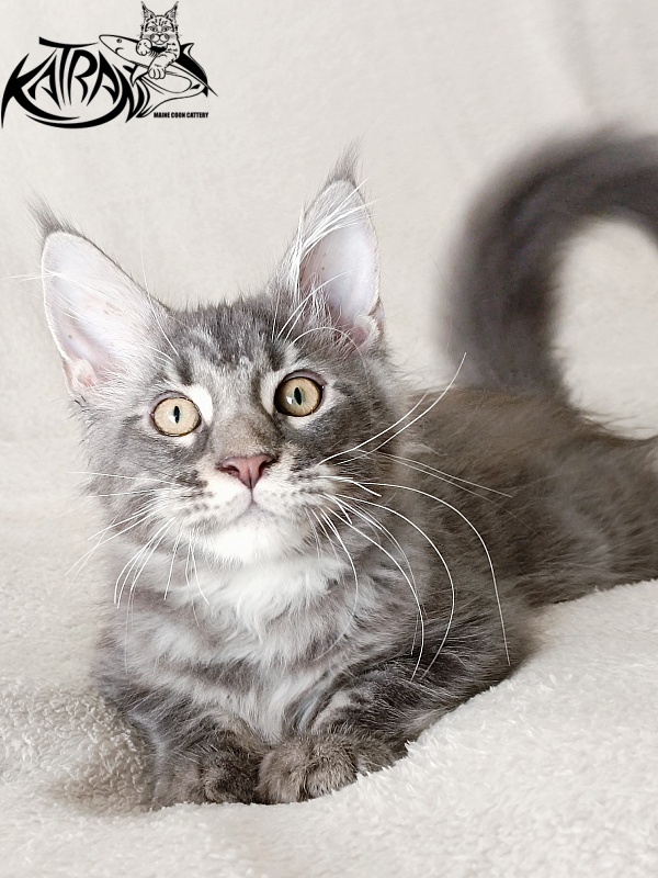 Katran Quasar King - Kitten maine-coon 3 months 1 week