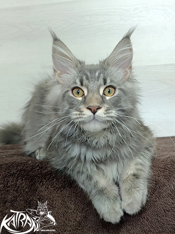 Katran Quasar King - Kitten maine-coon 4 months 1 week