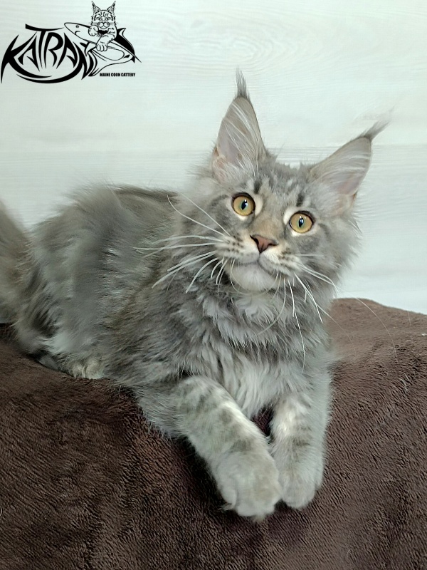 Katran Quasar King - Kitten maine-coon 4 months 1 week