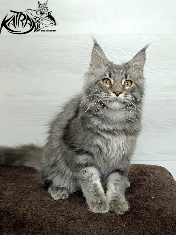 Katran Quasar King - Kitten maine-coon 4 months 1 week