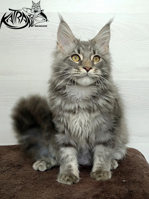 Katran Quasar King - Kitten maine-coon 4 months 1 week